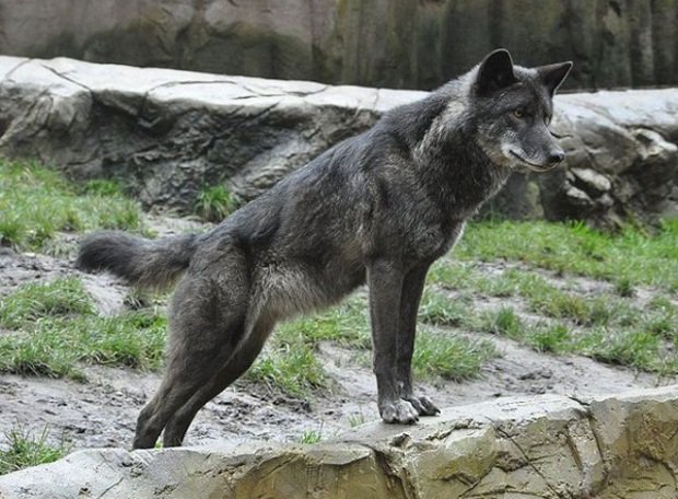 640px-canis_lupus_lycaon_qtl2_-bearbeitet